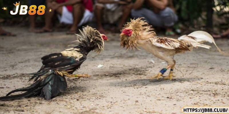 Giới thiệu về đá gà cựa dao