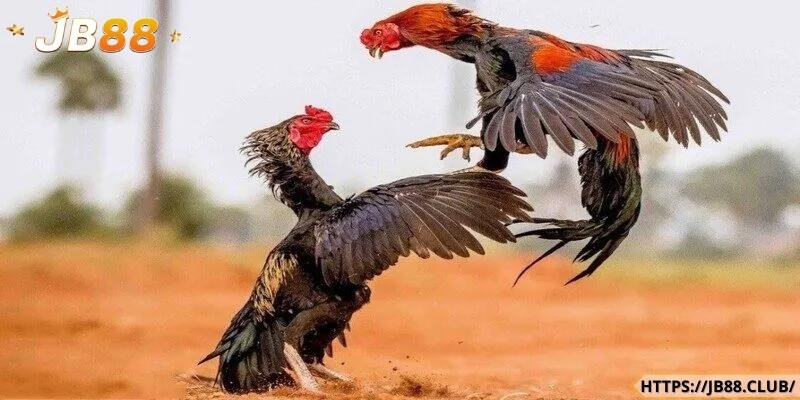 Đá gà cựa sắt, cựa dao cực thu hút