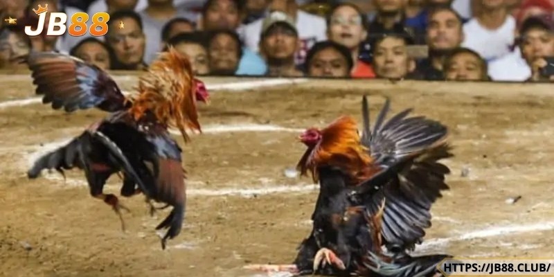 Nét đặc sắc của chọi gà trường Thomo