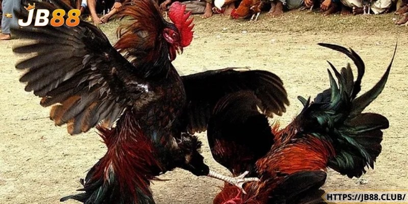 Kèo cược thắng thua trong chọi gà